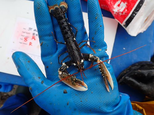 Baby lobster. Image courtesy of the National Lobster Hatchery