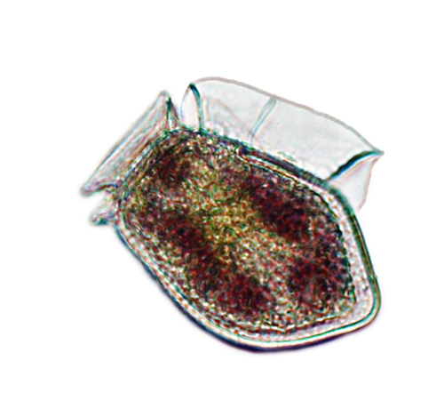 Dinophysis acuta. Image courtesy of Dr Callum Whyte, SAMS