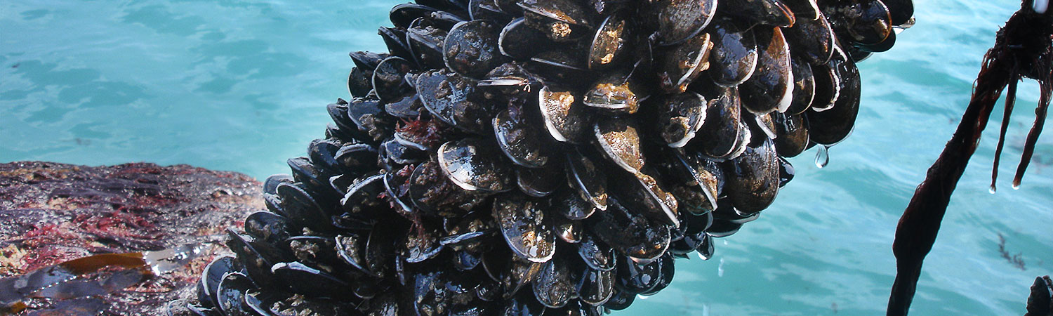 Tightly packed mussels on pole